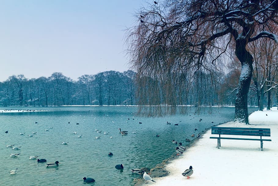 flock of birds gathering at park, tree, lake, ducks, bank, nature HD wallpaper