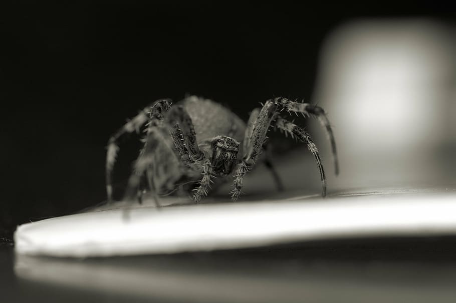 spider, wasp spider, insect, macro, public record, arachnid HD wallpaper