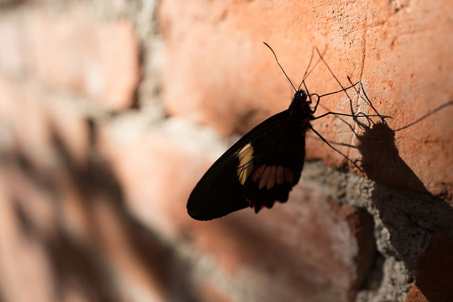 butterfly perching on brick wall, black and white butterfly on brick wall HD wallpaper