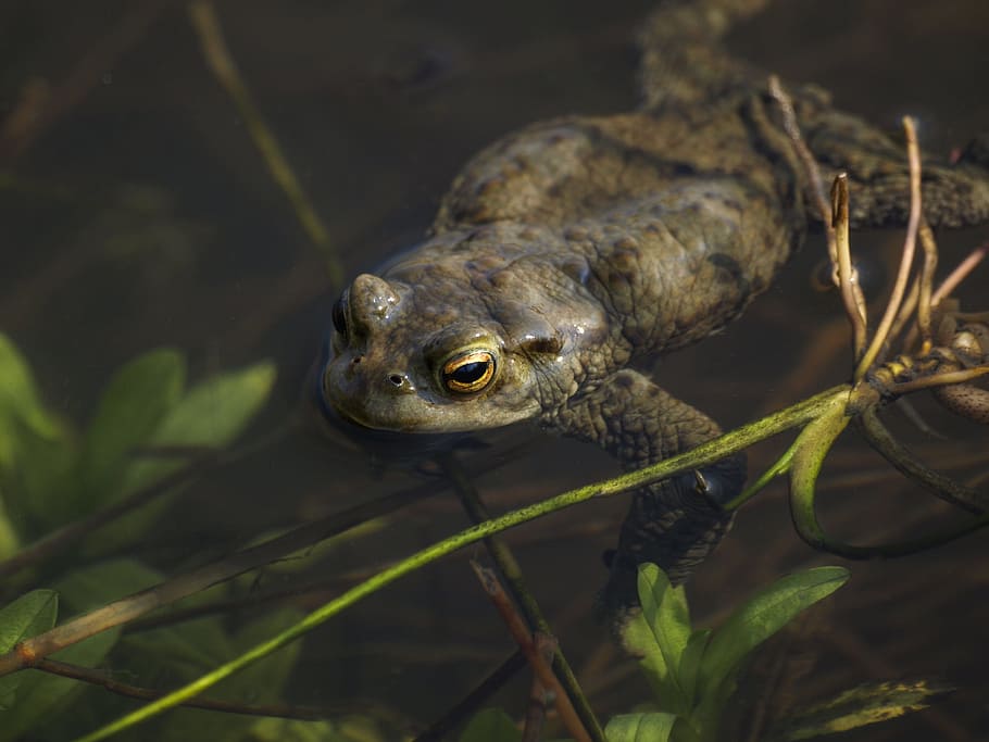 toad, amphibian, wildlife, nature, jump, water, animal wildlife HD wallpaper