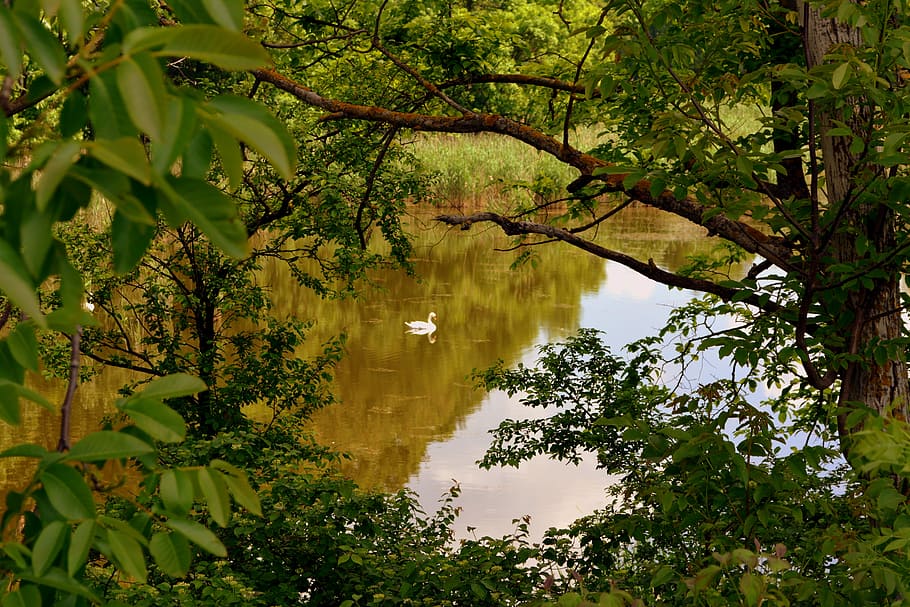 Landscape, Lake, Swan, Forest, Water, reflection, vegetation HD wallpaper