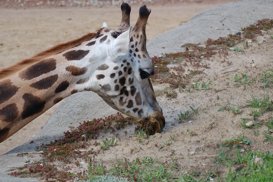 giraffe, brown, food, animal, animal themes, one animal, mammal HD wallpaper