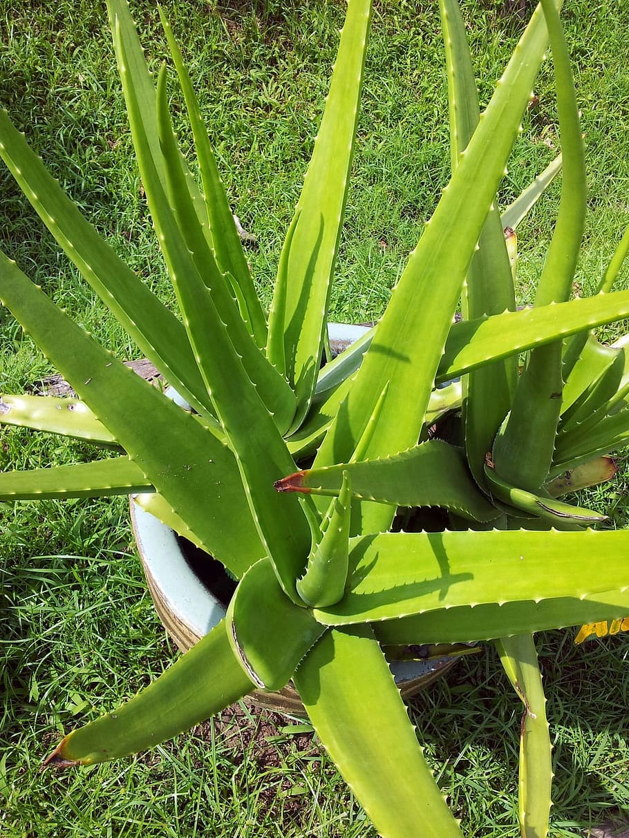 Aloe vera plant 1080P, 2K, 4K, 5K HD wallpapers free download | Wallpaper  Flare