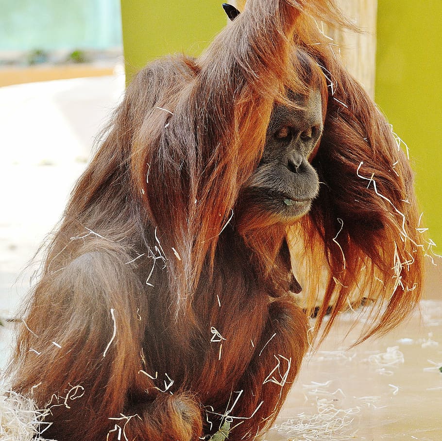 orang utan, monkey, cute, funny, zoo, animal, furry, tierpark hellabrunn HD wallpaper