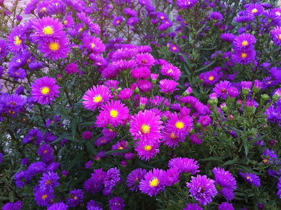 flower, asters, purple, nature, plant, summer, multi Colored HD wallpaper