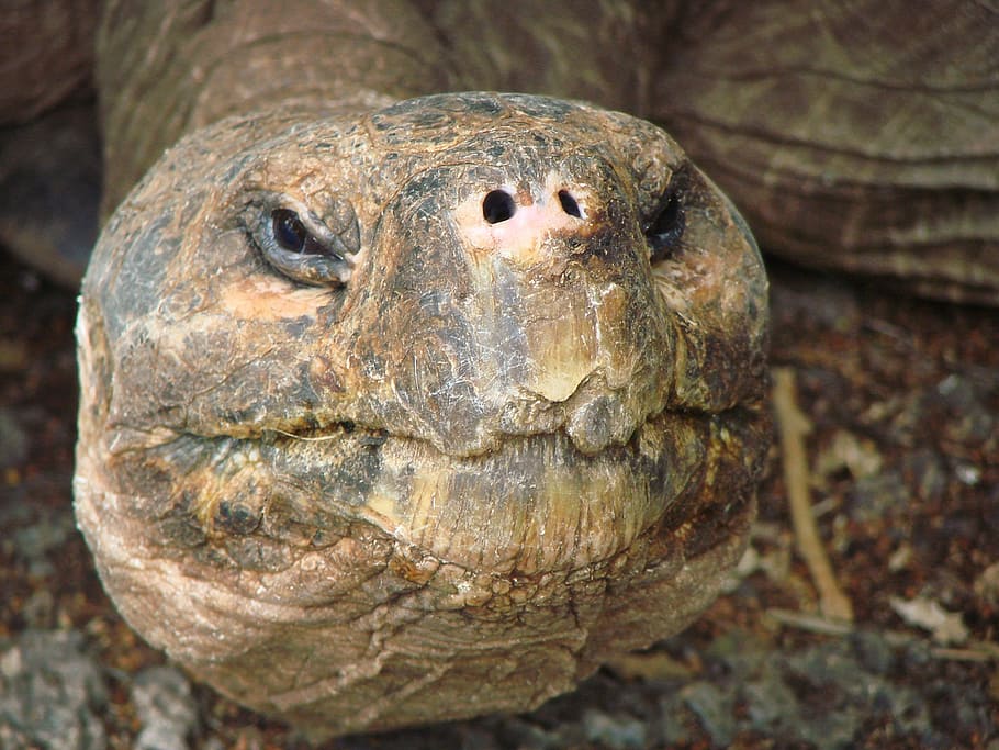close-up photo of gray and brown turtle, tortoise, giant, old HD wallpaper