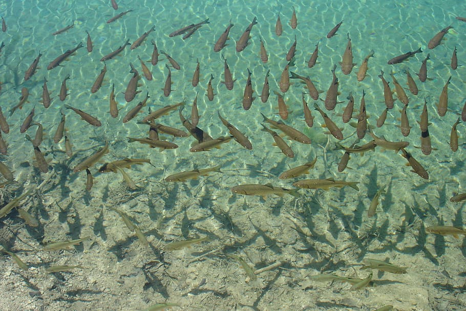 water, fish, shadow, full frame, backgrounds, group of animals HD wallpaper