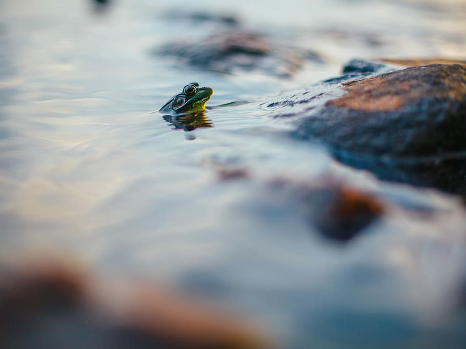 half immersed gray frog on water surrounded by rocks, green frog on water near stone close-up photography HD wallpaper