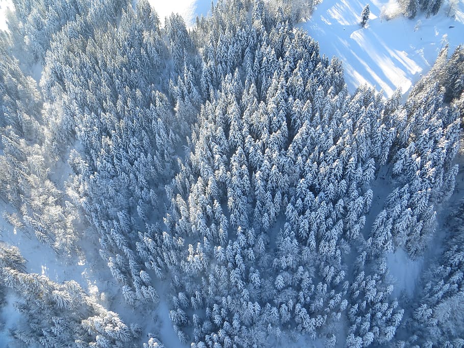 forest, winter, snow, from above, wintry, cold, tree, winter cold HD wallpaper