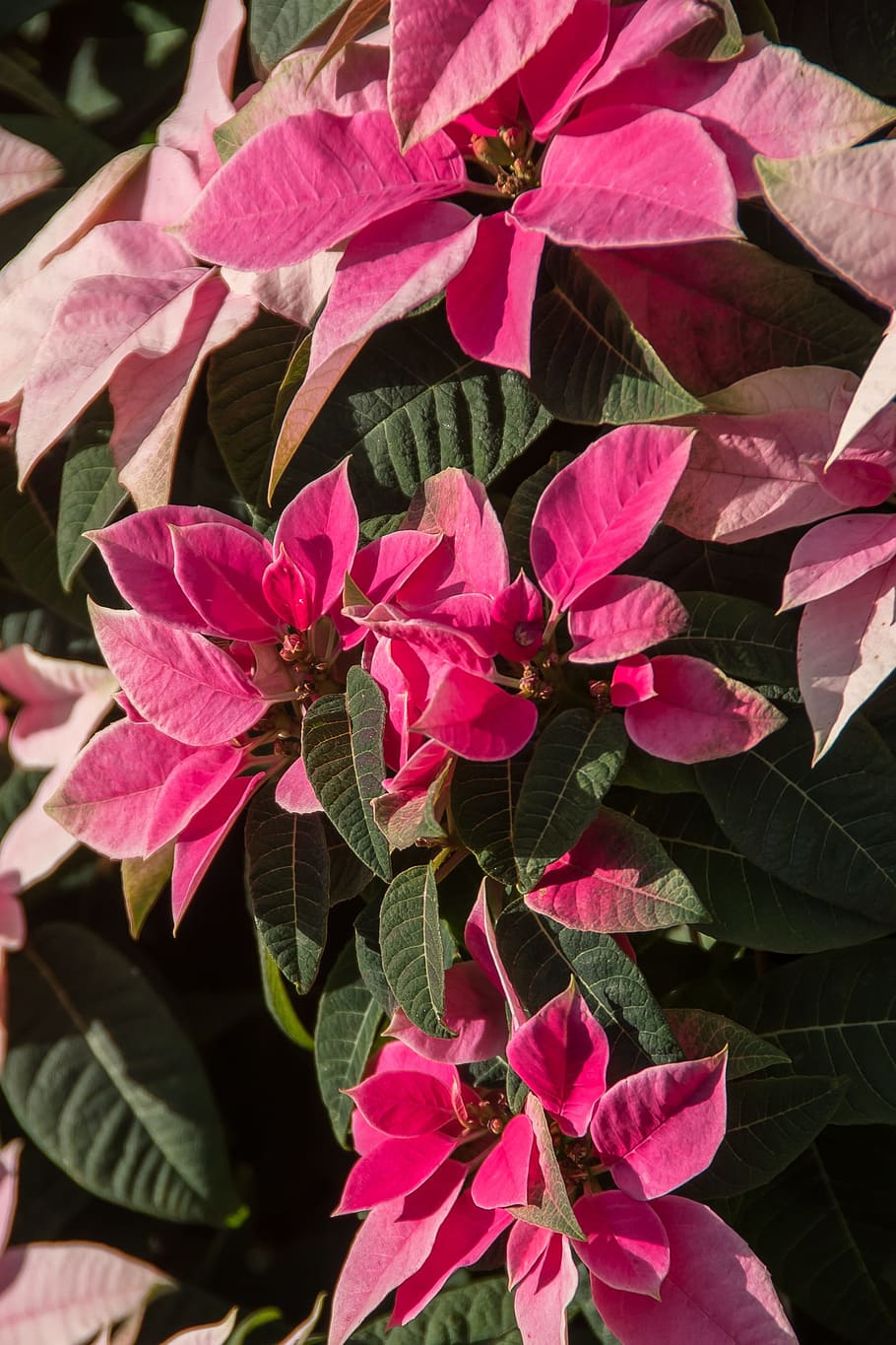 poinsettia, leaves, flowers, pink, white, variegated, sunny, HD wallpaper