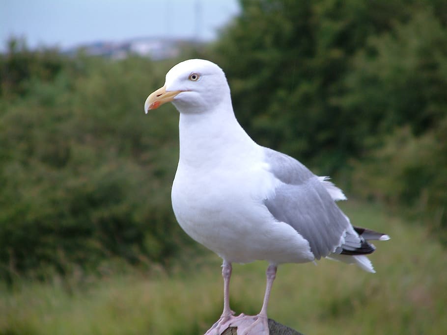 seagull, kent, england, uk, bird, animal, vertebrate, animal themes HD wallpaper