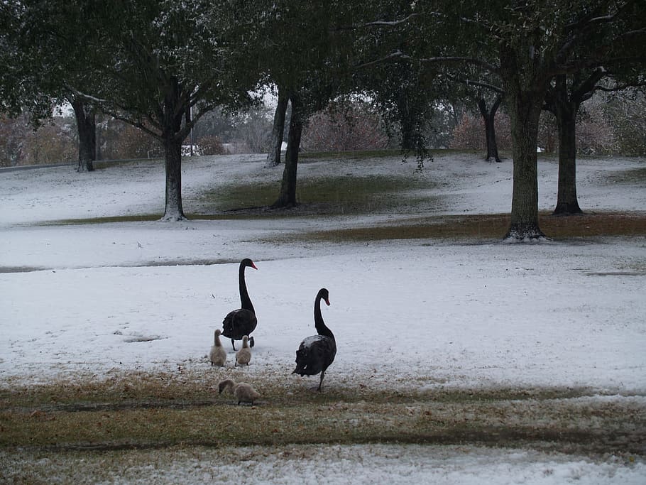 Snow, Ducklings, Trees, Winter, landscape, cold, nature, geese HD wallpaper