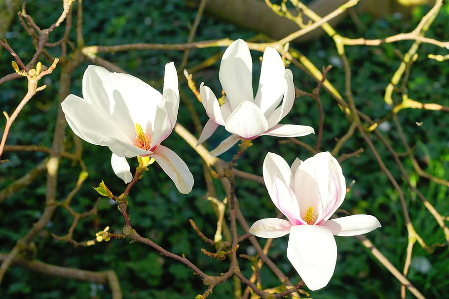magnolia, flowers, spring, tree, frühlingsblüher, spring sunshine HD wallpaper
