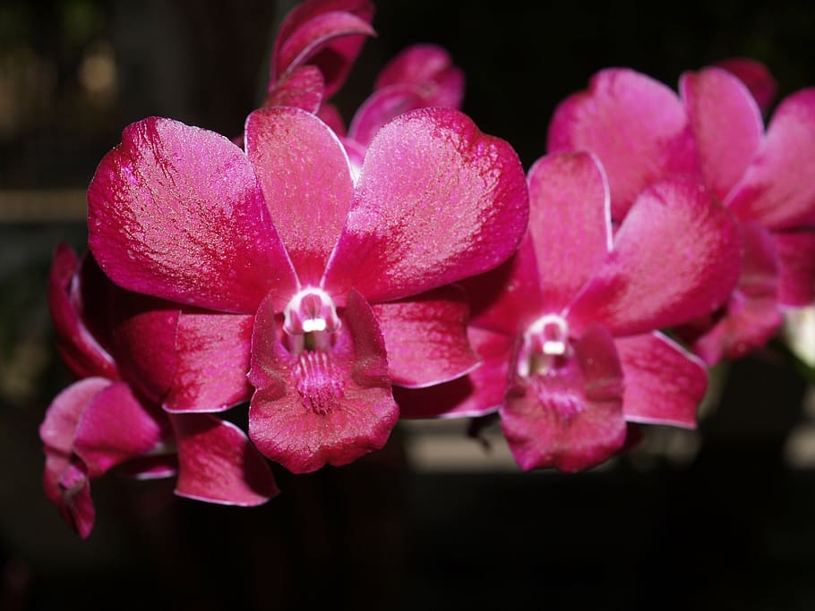 orchid, flower, bright, violet, flora, growth, decoration, bud HD wallpaper