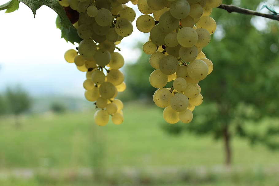 wine, grapes, krems, vineyard, white wine, rivaner, müller-turgau, HD wallpaper