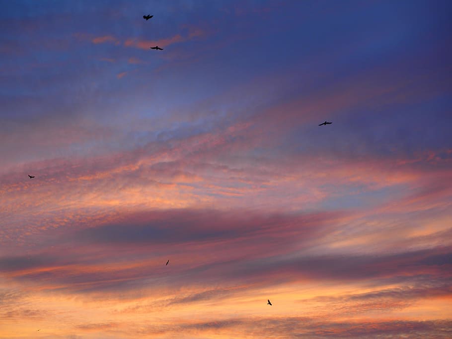 Sunset, Birds, Fly, Afterglow, evening sky, clouds, abendstimmung HD wallpaper