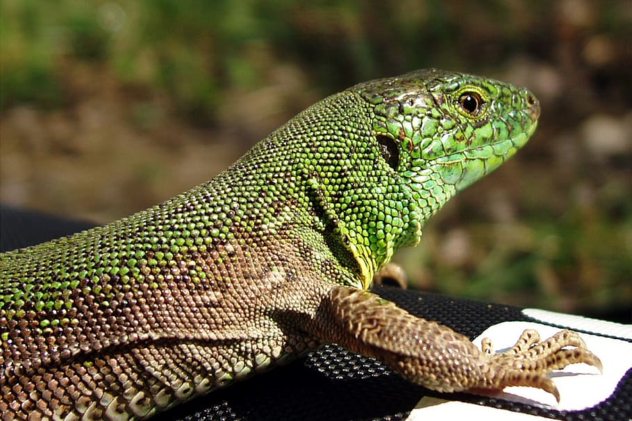 reptiles, lizard, nature, animal themes, one animal, animal wildlife HD wallpaper