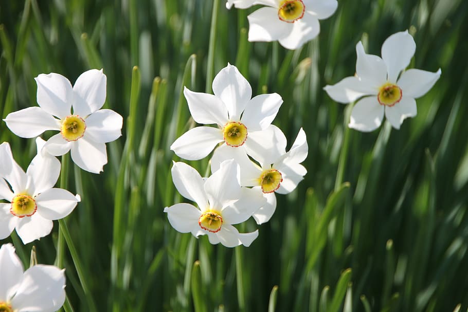 white flowers, daffodil, garden, geranium, jonquils, narcissus HD wallpaper