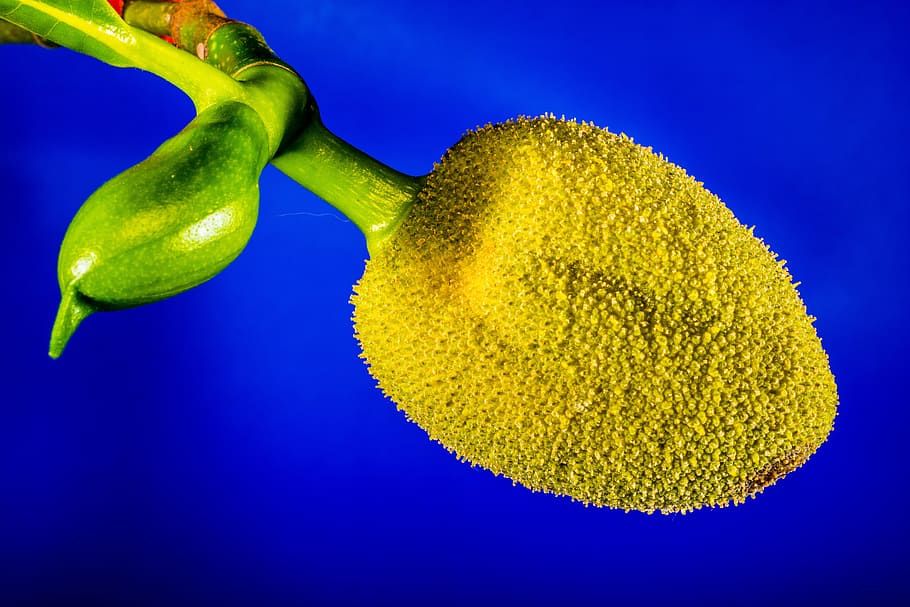 Jack, Young, Jackfruit, Jack Fruit, young jackfruit, tropical HD wallpaper