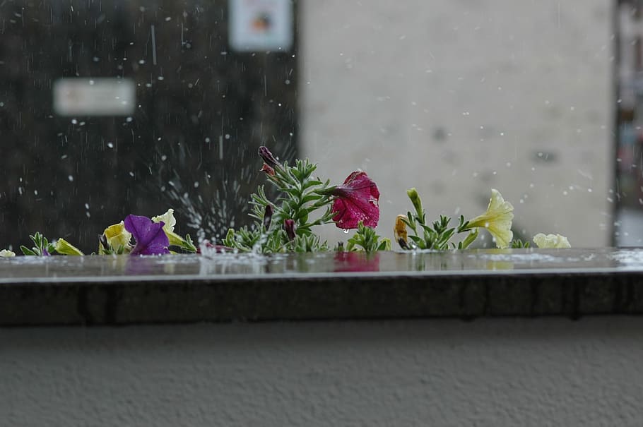 Flowers, Nature, rain, window, table, indoors, no people, plant HD wallpaper