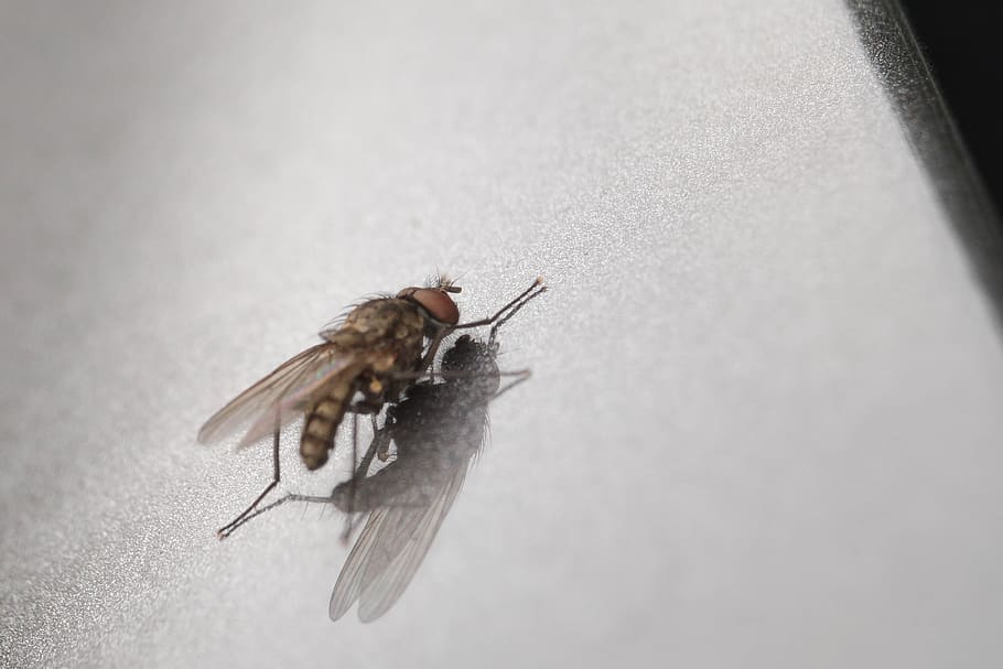 fly, macro, insect, nature, close, animal, compound eyes, insect macro HD wallpaper