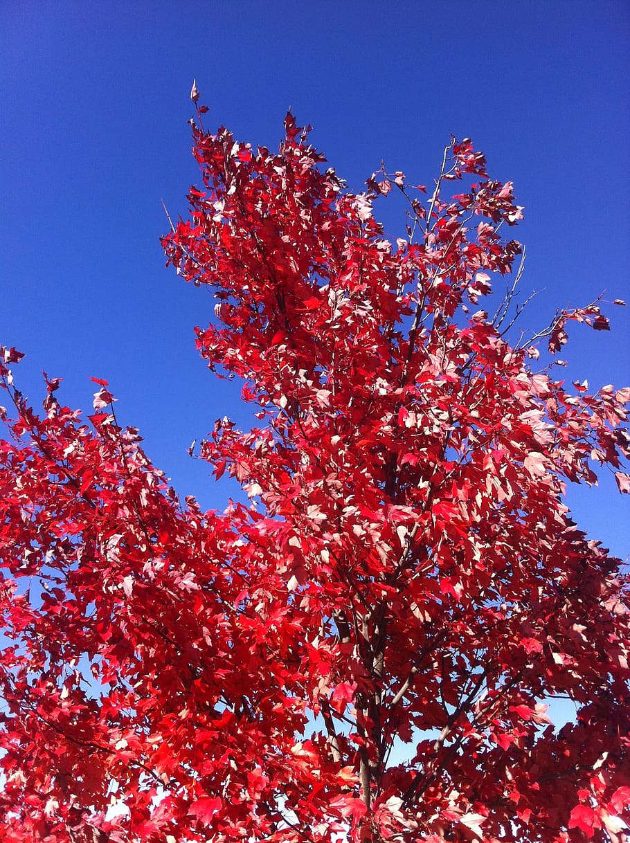 autumn, tree, nature, fall, leaves, sunny, outdoor, low angle view HD wallpaper