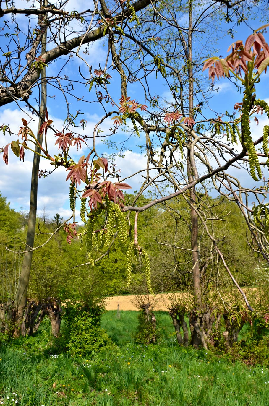 spring, meadow, bush, green, branch, first leaves, tree, plant HD wallpaper