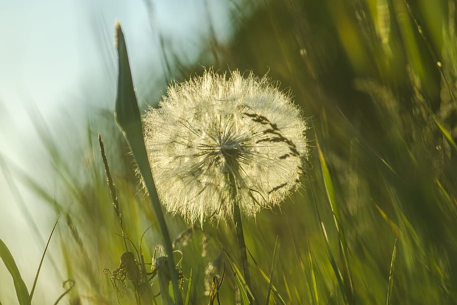 white dandelion surrounded by grass, rays, sunny, bokeh, green grass HD wallpaper
