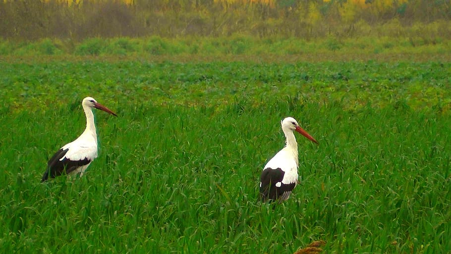 storks, birds, fly, nature, meadow, animal, grass, landscape HD wallpaper