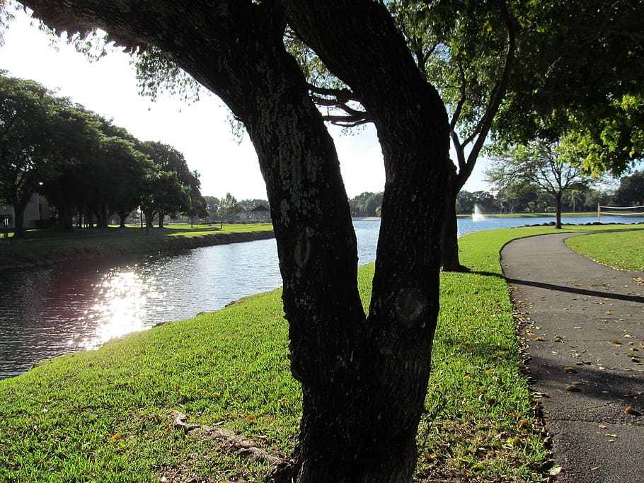 River, Tree, Scenic, grass, nature, outdoors, no people, plant HD wallpaper