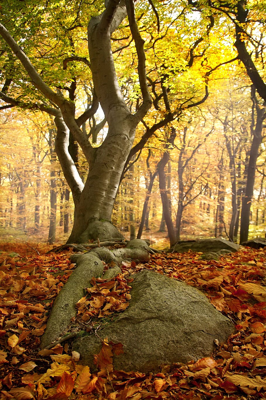 Tree, Forest, Roots, Stone, autumn, leaves, nature, beech, mushrooms HD wallpaper