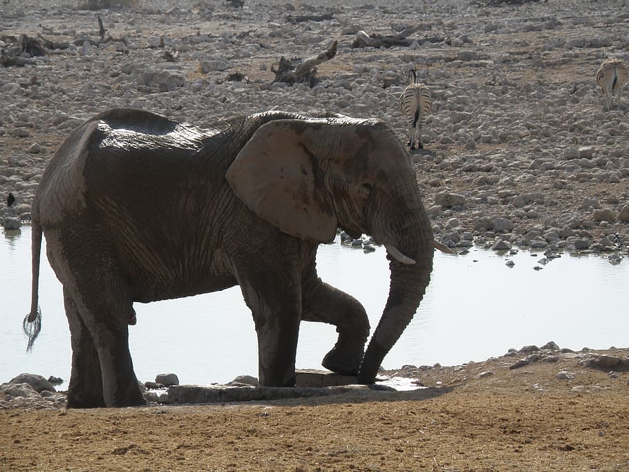 elephants, namibia, park, animal themes, one animal, animal wildlife HD wallpaper