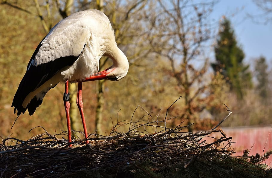 white and red crane on nest, stork, pride, bird, meadow, animal portrait HD wallpaper