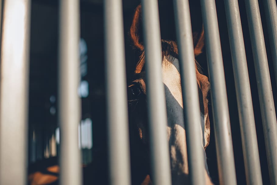 cage, cage bars, horse, shadow, no people, close-up, backgrounds HD wallpaper