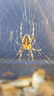 spider, poison, animal, web, nature, insect, arachnid, fear HD wallpaper