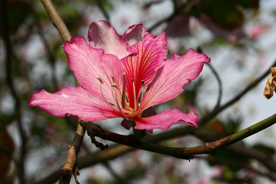 red flower, natural, close up, flowering plant, petal, beauty in nature HD wallpaper