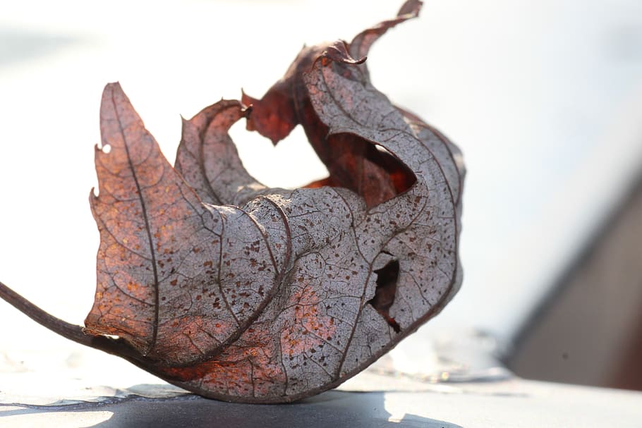 autumn, leaf, wither, transience, colorful, wall, focus on foreground HD wallpaper