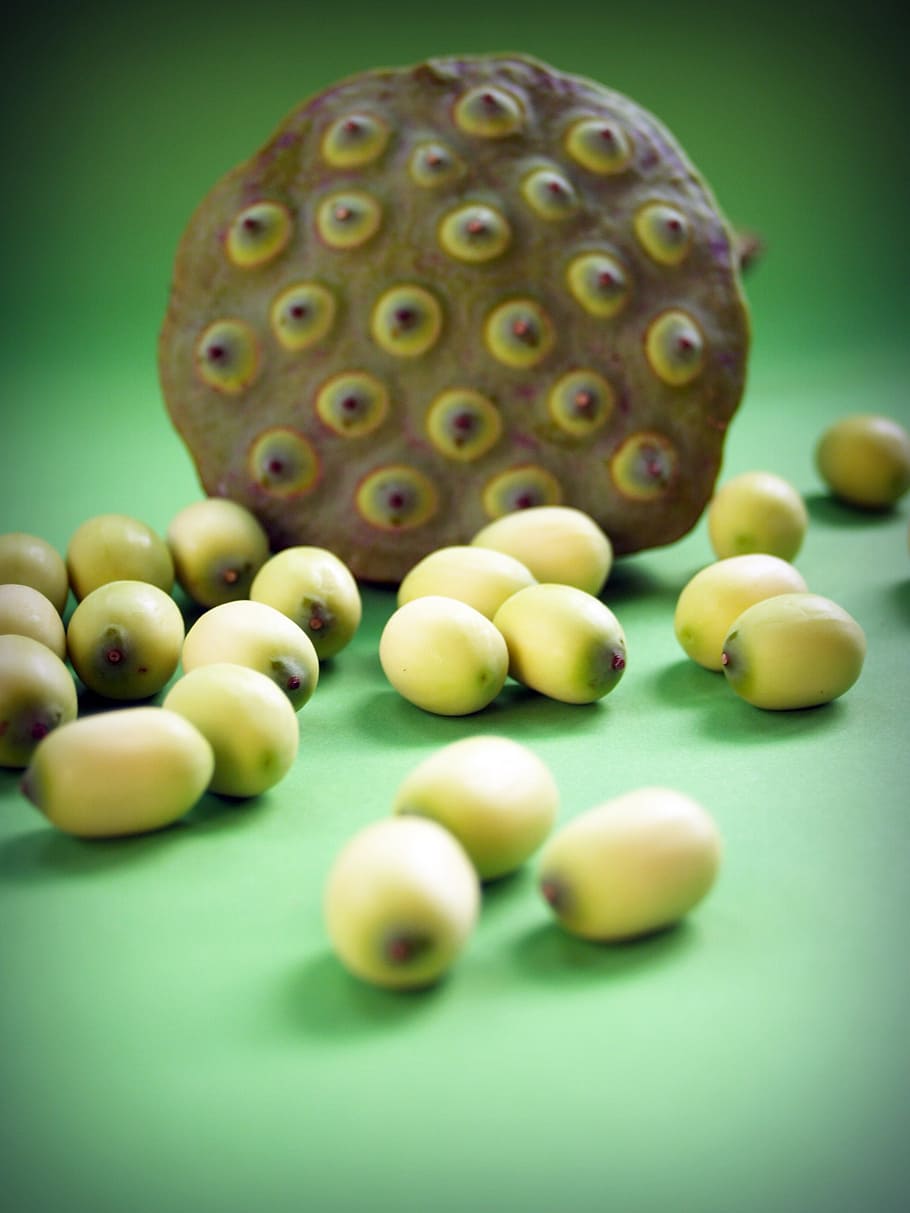 lotus, seed, flower, leaf, pod, indian, closeup, isolated, produce HD wallpaper