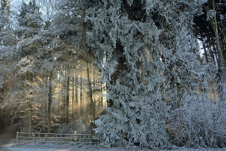 gray fence near tree, forest, trees, nature, landscape, sunlight HD wallpaper
