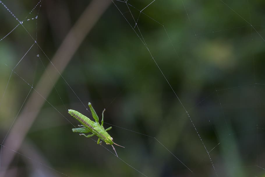 grasshopper, in the network, caught, cobweb, prey, spider web HD wallpaper