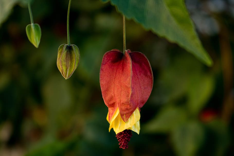 comanche, nature, flower, macro, garden, plant, close-up, red HD wallpaper