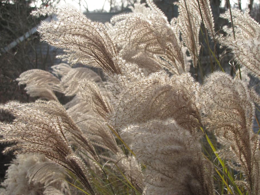 grass, wind, swaying, fluffy, blowing, plant, growth, no people HD wallpaper