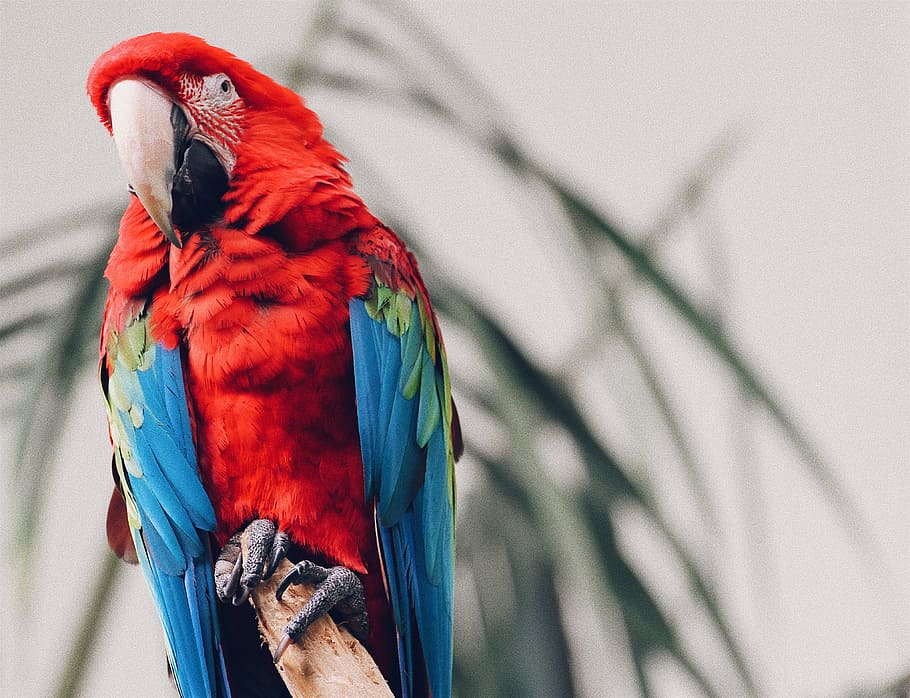 scarlet macaw, focus photo of red and blue macaw, parrot, bird HD wallpaper