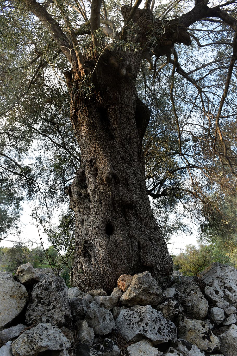 olive tree, walls, dry, plant, tree trunk, rock, nature, growth HD wallpaper