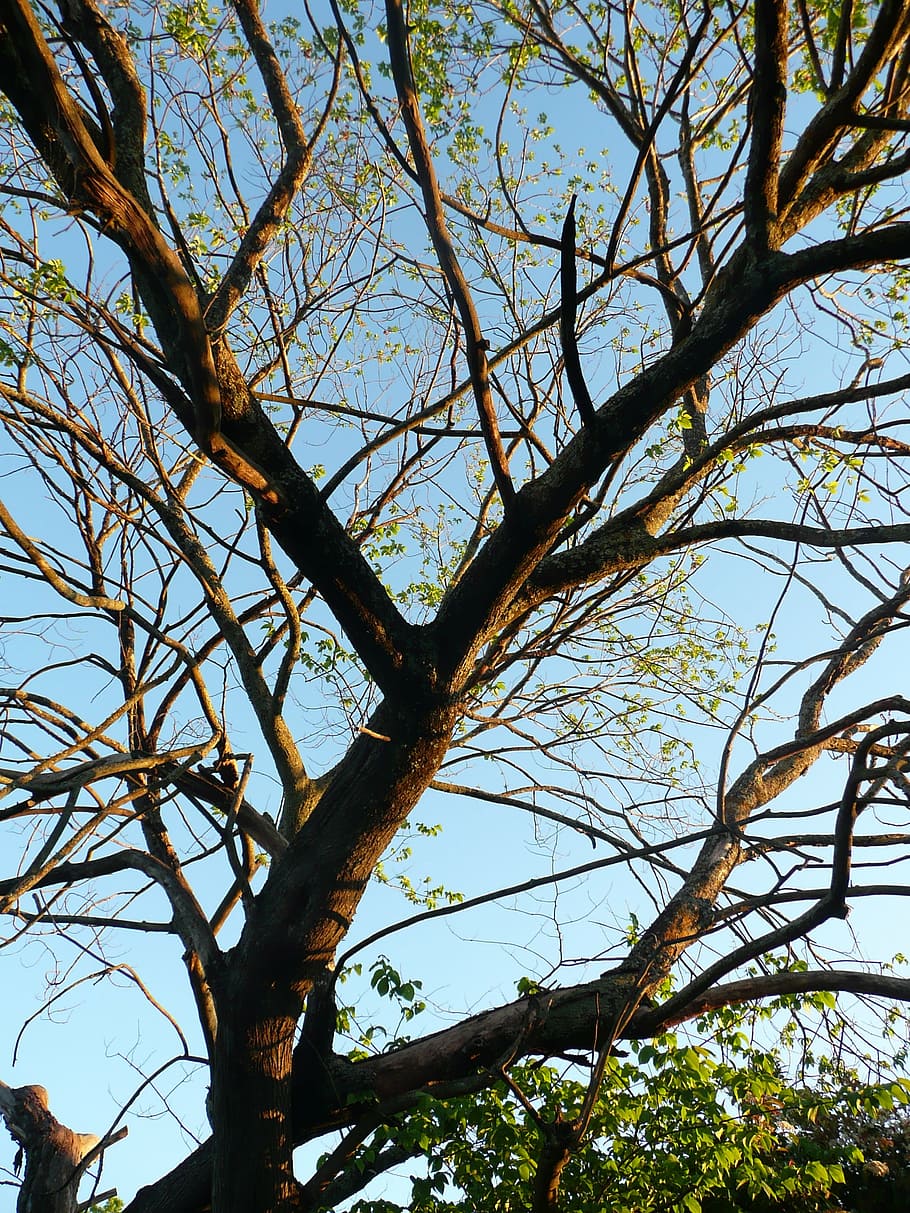 tree, sky, blue, green, brown, summer, landscape, cloud, colorful HD wallpaper