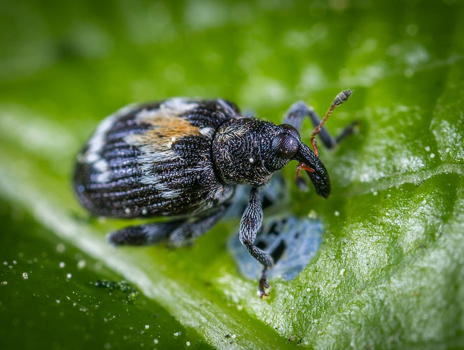 macro, insect, animal themes, invertebrate, animal wildlife HD wallpaper