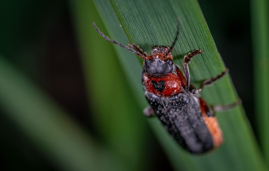 macro, beetle, insect, mâgkotelka, animal wildlife, invertebrate HD wallpaper