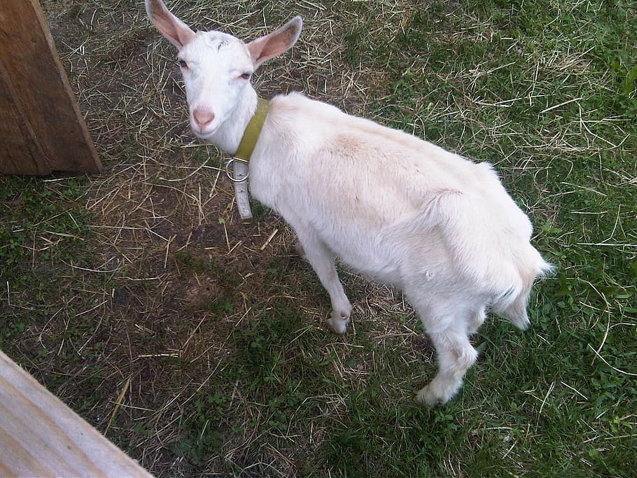 land, goat, nature, grass, mammal, animal themes, vertebrate HD wallpaper