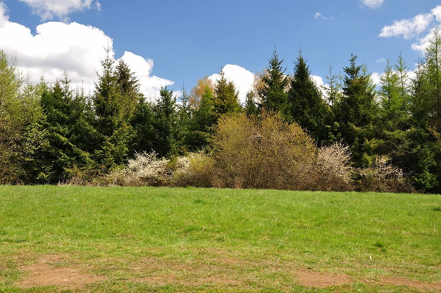 Nature, Tree, Green, Spring, grass, green color, landscape HD wallpaper
