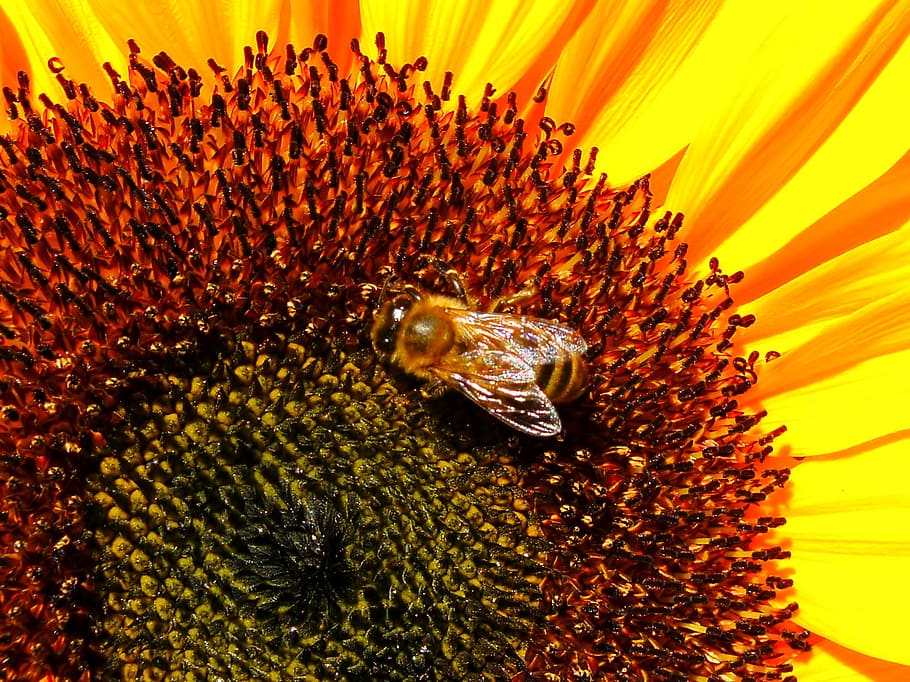 flower, bee, sunflower, bug, bees, bloom, nature, garden, yellow HD wallpaper